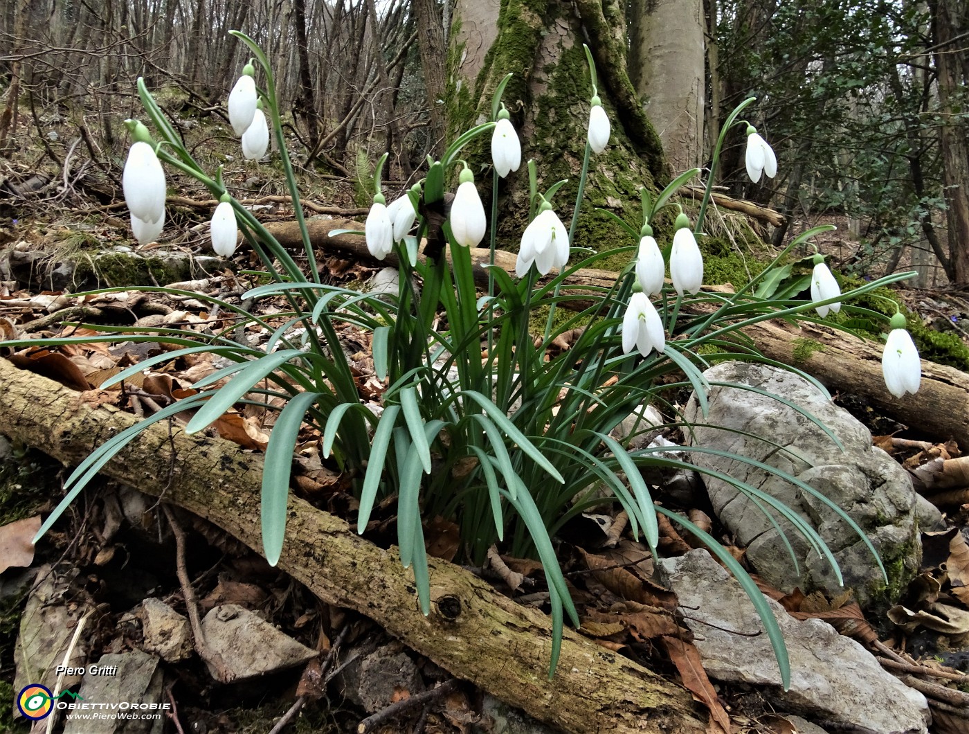 26 Bucanevi (Galanthus nivalis).JPG